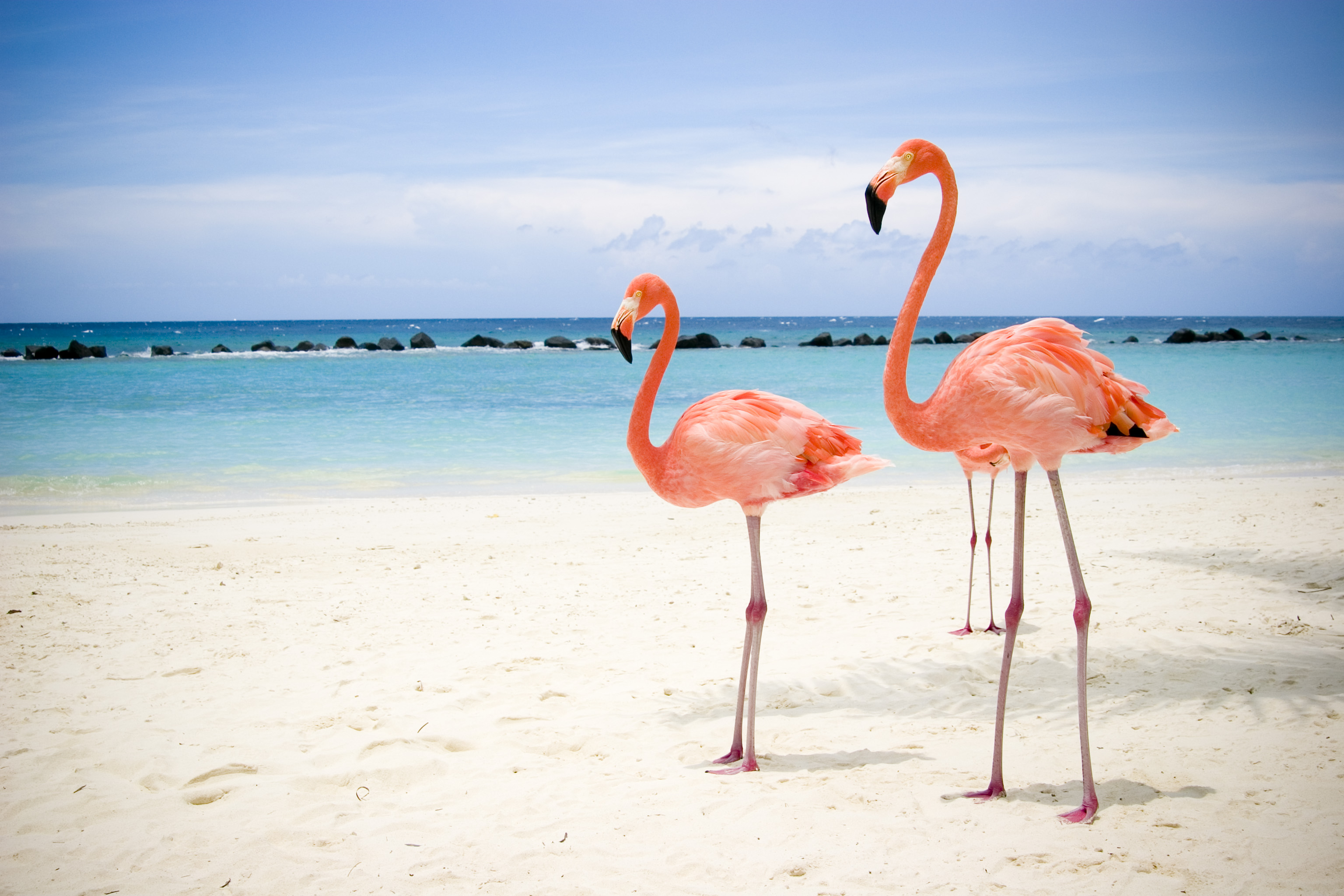 Vuelos a Aruba - Turismo Maso